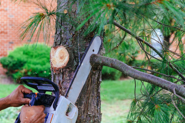 Best Arborist Consultation Services  in Columbus Af, MS